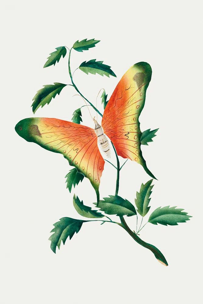 Butterfly and Leaves — Botanical Print. poster detail
