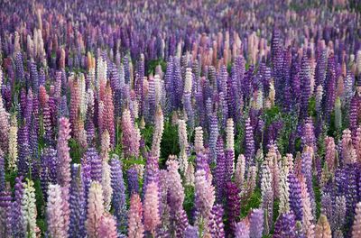 Lupine Field — Botanical Print. poster print