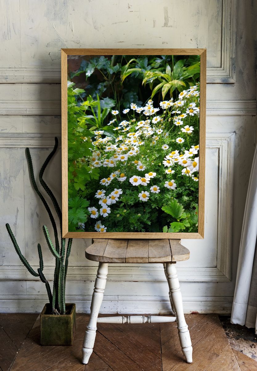 Daisy Garden — Botanical Print. — room view 1