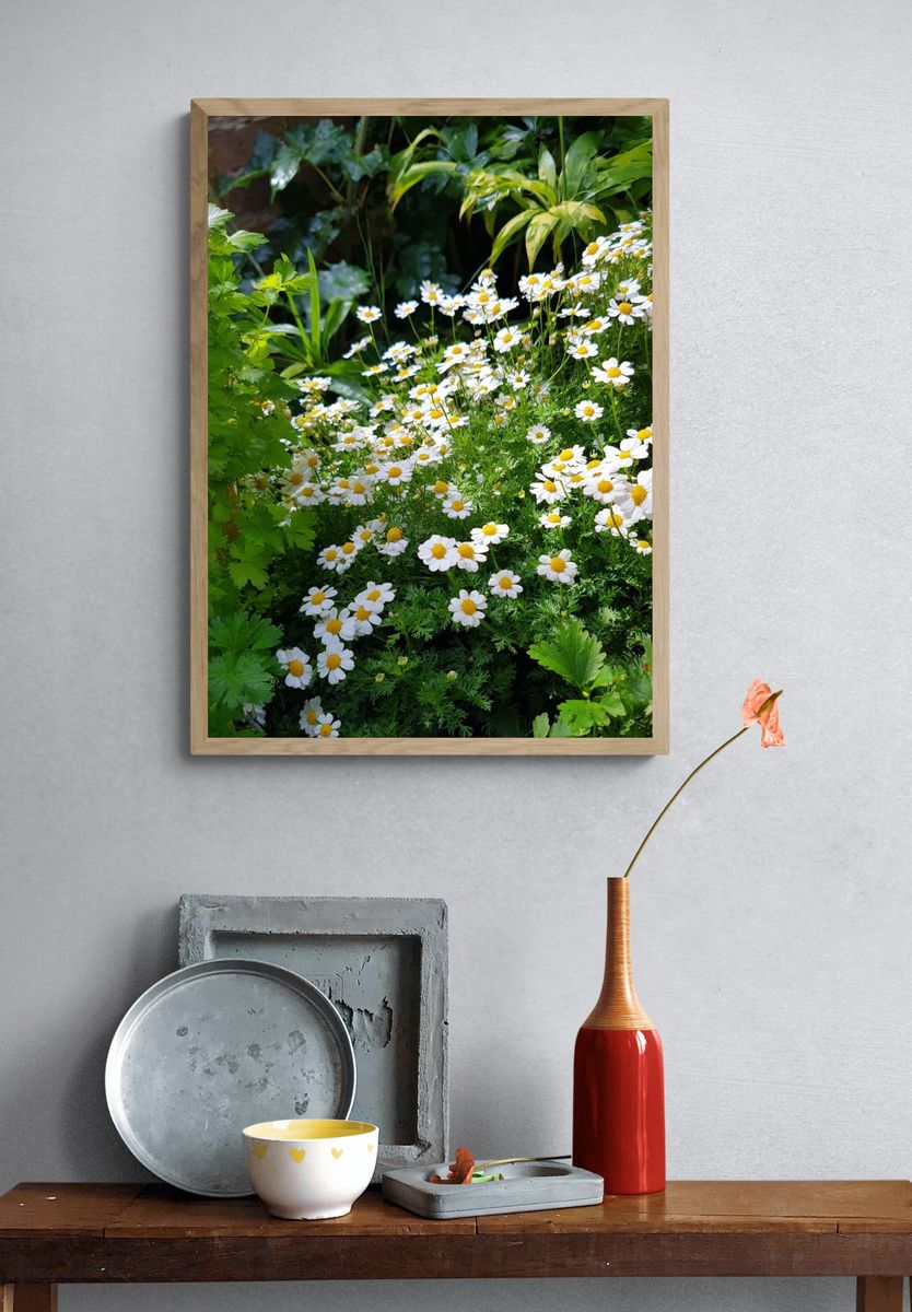 Daisy Garden — Botanical Print. — room view 3