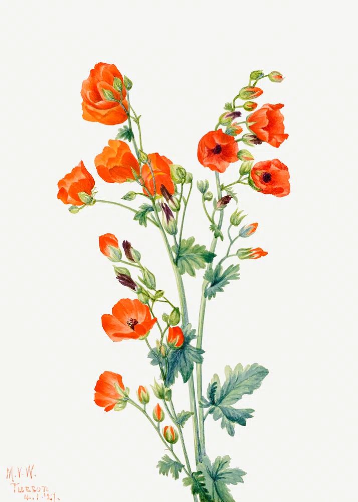 Orange Poppy Botanical Print. poster detail