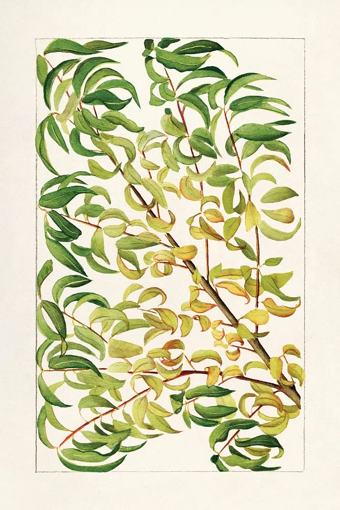 Botanical Leaves — Watercolor Print. poster detail