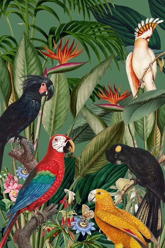 Tropical Birds and Flora — Botanical Print. poster detail