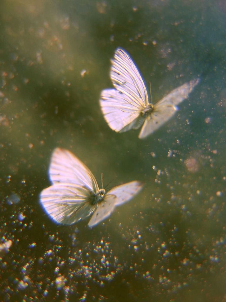 White Butterflies in Dreamy Flight Print. poster detail