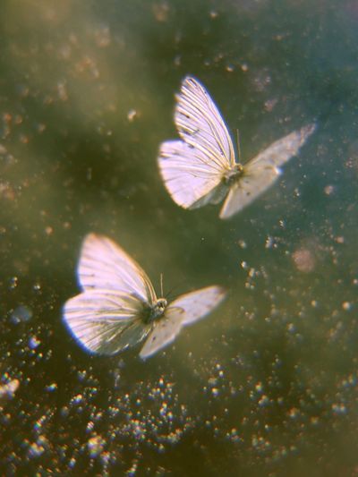 White Butterflies in Dreamy Flight Print. poster print