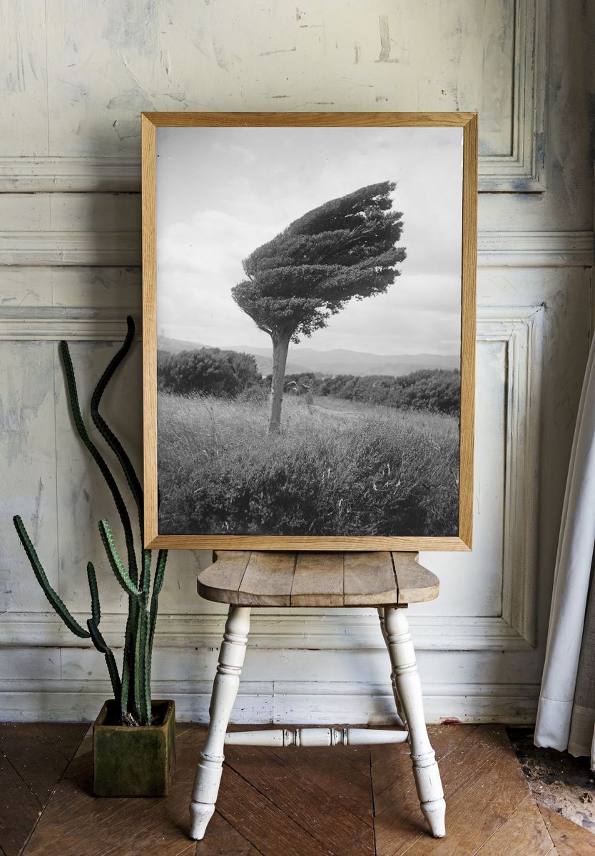 Wind-Swept Tree — Black and White Photography Poster. — room view 1