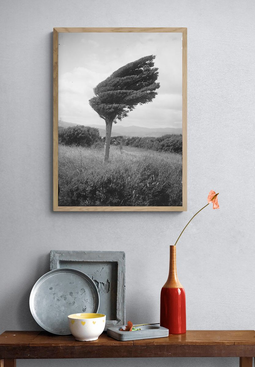 Wind-Swept Tree — Black and White Photography Poster. — room view 3