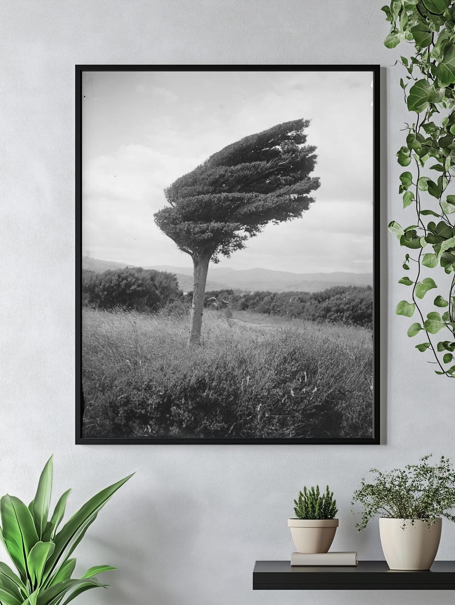 Wind-Swept Tree — Black and White Photography Poster. — room view 4