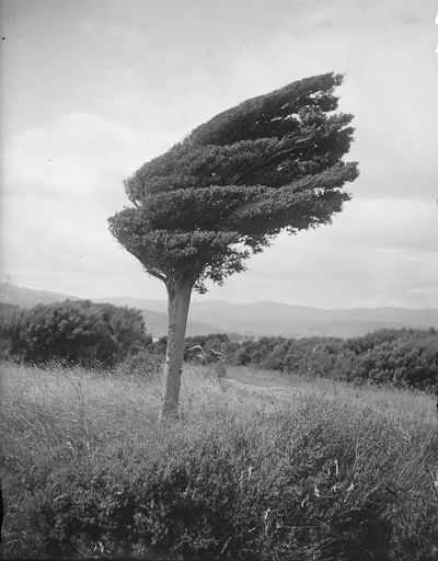 Wind-Swept Tree — Black and White Photography Poster. poster