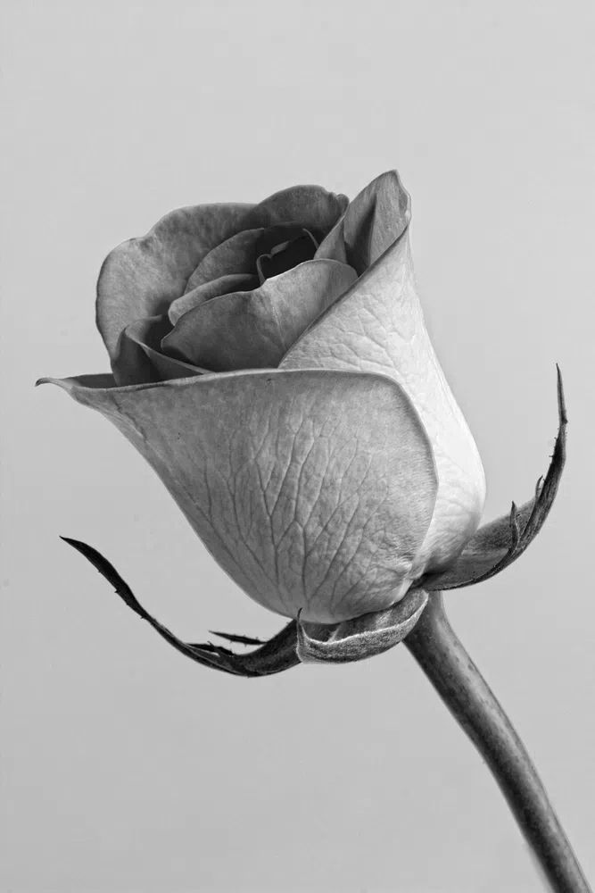 Black and White Rose Poster. poster — botanical art