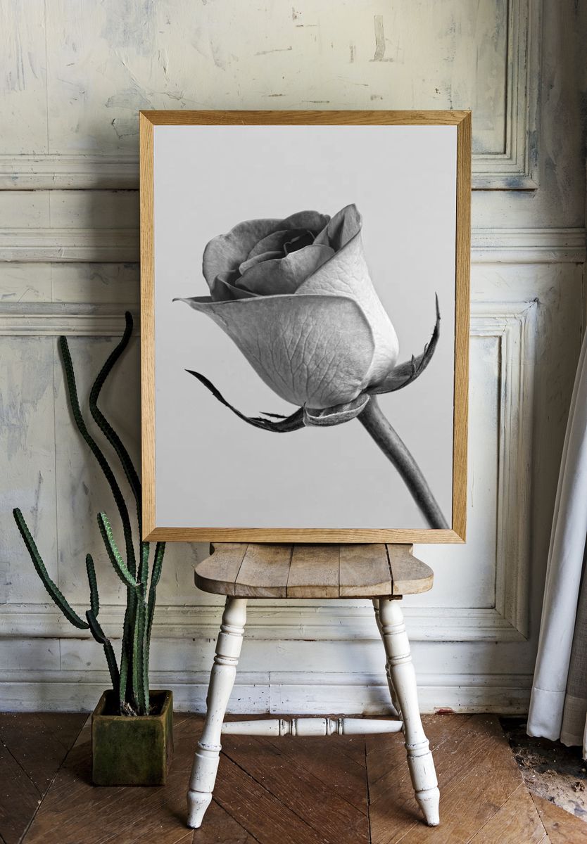 Black and White Rose Poster. — room view 1