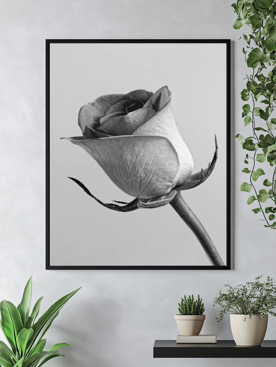 Black and White Rose Poster. — room view 4