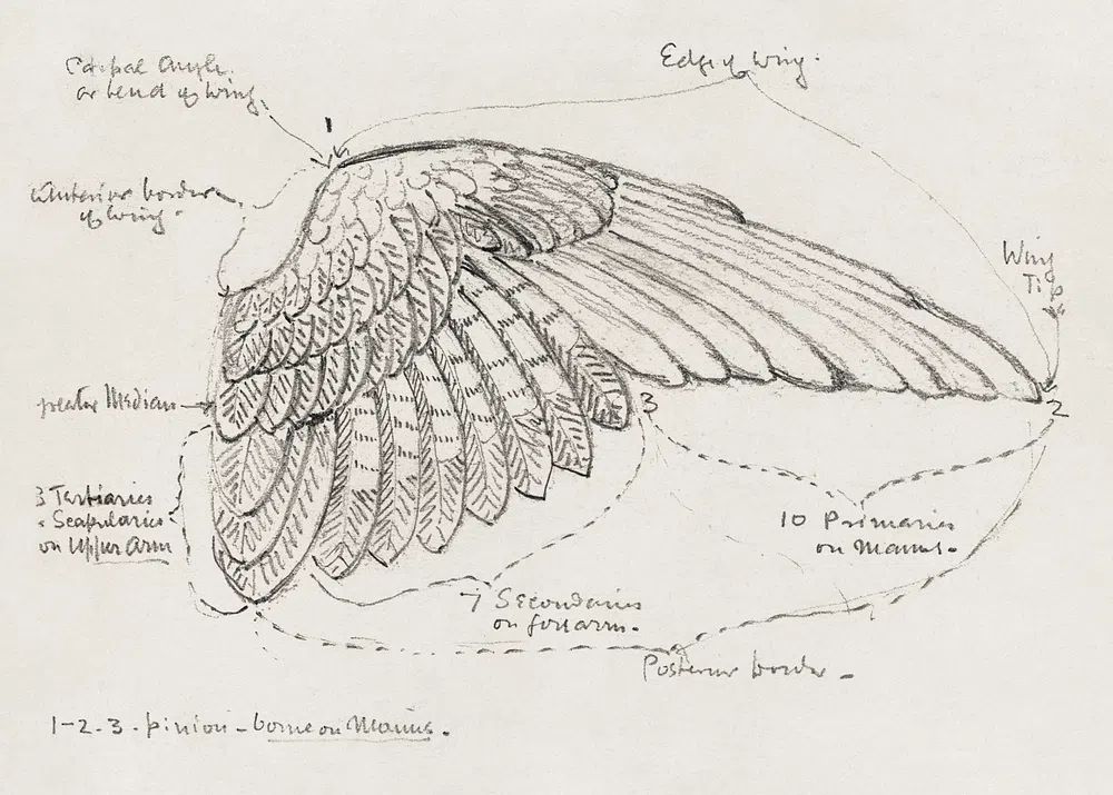 Detailed Bird Wing Sketch — Fine Art Print. poster detail