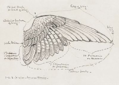 Detailed Bird Wing Sketch — Fine Art Print. poster print