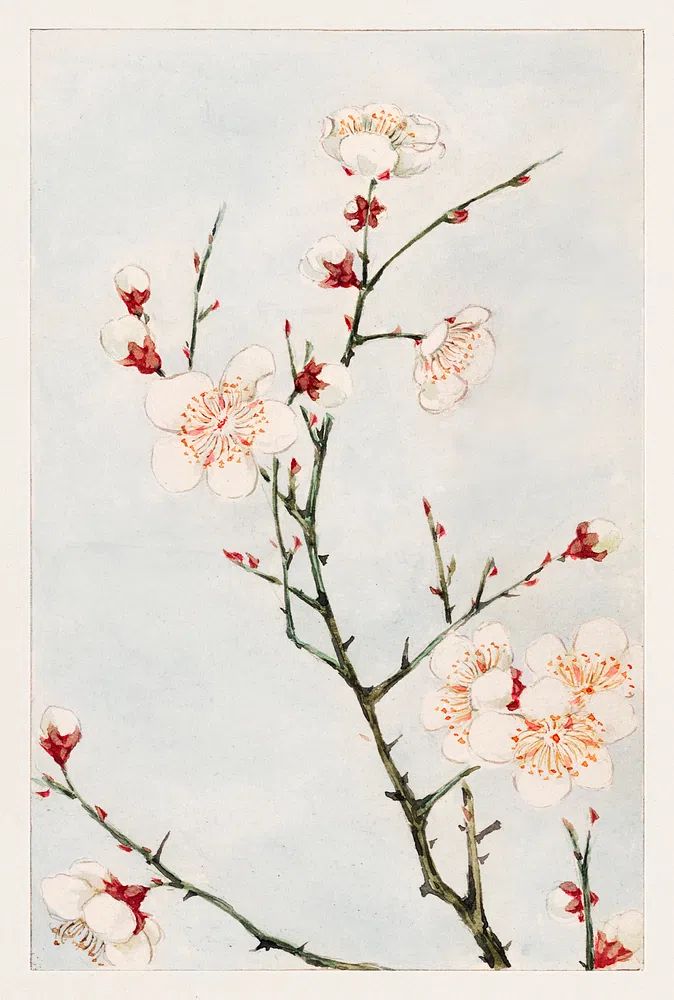 Cherry Blossom Watercolor Poster. poster — botanical art