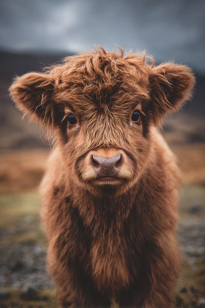 Highland Cow Calf — Photography Print. poster print
