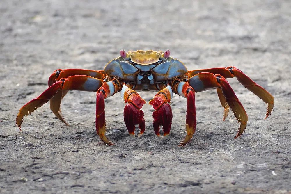 Colorful Crab Wildlife Poster. poster detail