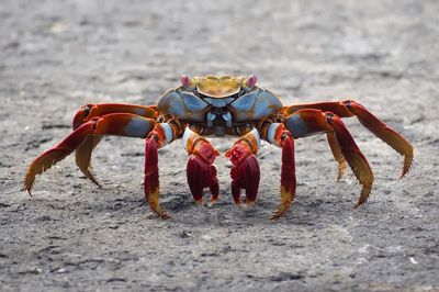 Colorful Crab Wildlife Poster. poster print
