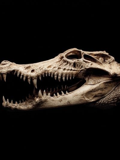 Crocodile Skull Dark Photography Poster. poster print