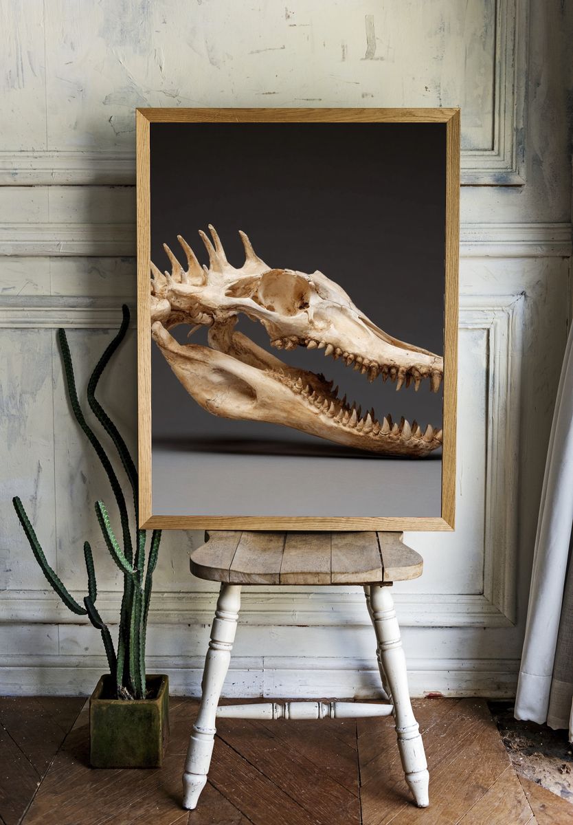 Crocodile Skull Photography Poster. — room view 1
