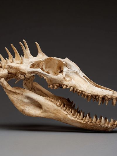 Crocodile Skull Photography Poster. poster print