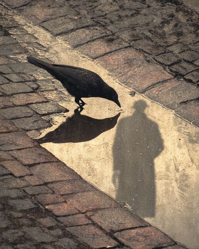 Crow Reflection — Photography Print. poster print