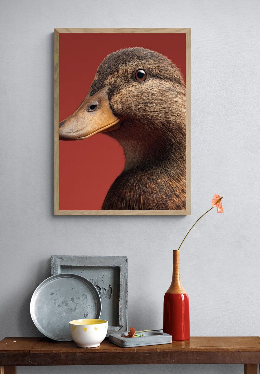Duck Portrait Poster. — room view 3