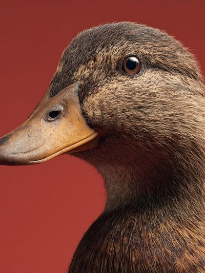 Duck Portrait Poster. poster print