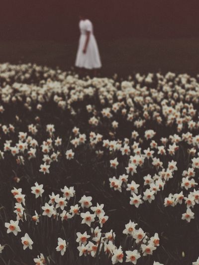 Daffodil Field with Figure — Photography Print. poster print