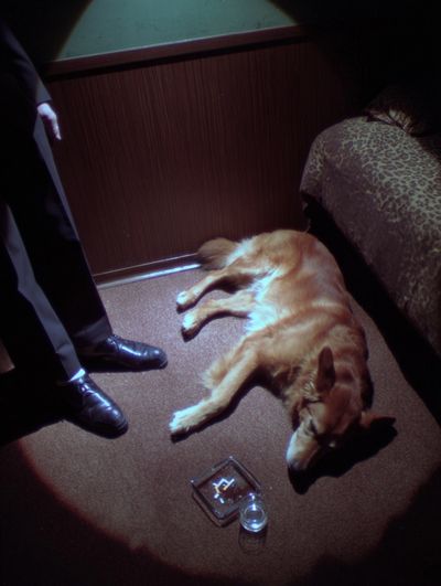Golden Retriever in a Dim Room — Photography Print. poster print