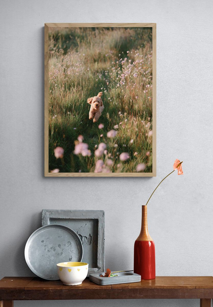 Happy Dog Running in a Field — Photography Print. — room view 3
