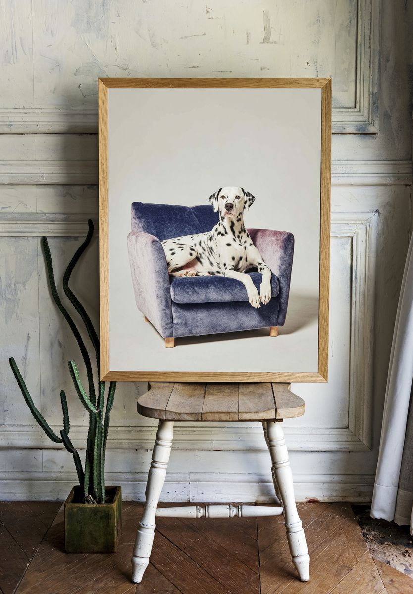 Dalmatian Dog on Couch Poster. — room view 1