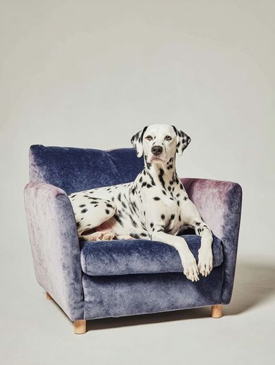 Dalmatian Dog on Couch Poster. poster print