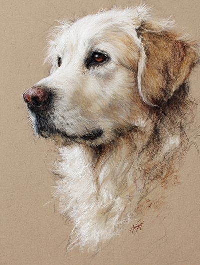 Golden Retriever Portrait Print. poster print