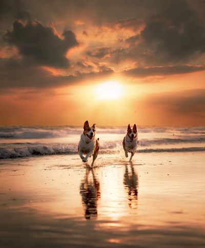 Dogs Running at Sunset Photography Poster. poster print