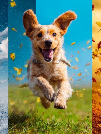 Happy Dog in Four Seasons Poster. poster print
