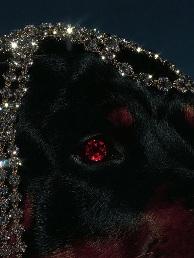 Rottweiler with Jewelry — Art Print. poster print