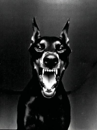 Doberman Portrait Black-White Poster. poster print