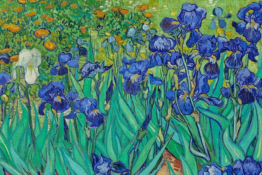 Iris Flowers — Fine Art Print. poster — fine-art art