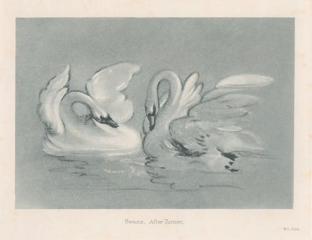 Swans — Fine Art Print. poster — fine-art art