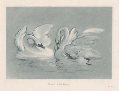 Swans — Fine Art Print. poster