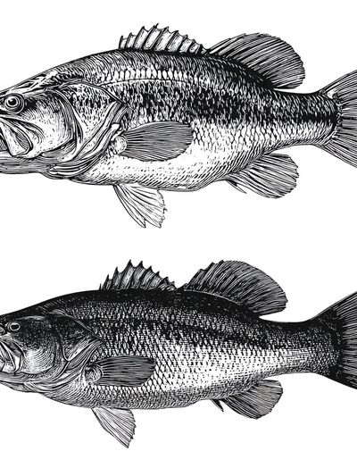 Bass Fish Illustration Poster. poster print