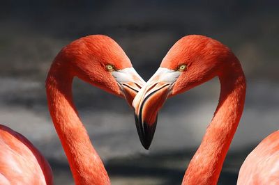 Flamingos in Love — Animal Print. poster print