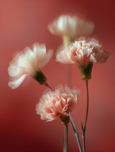 Soft Pink Carnations — Floral Print. poster print