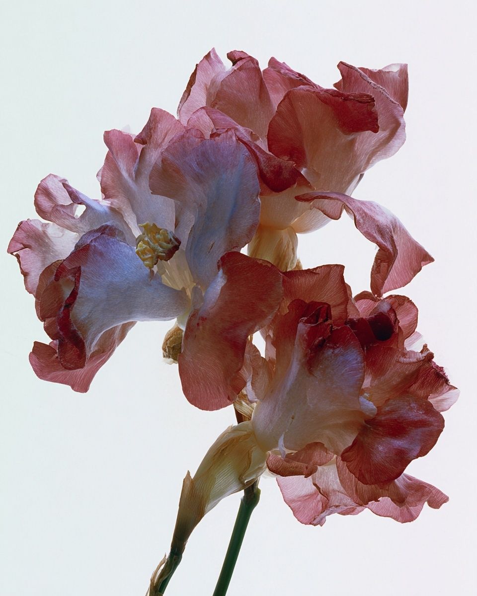 Delicate Floral Art Print. poster detail