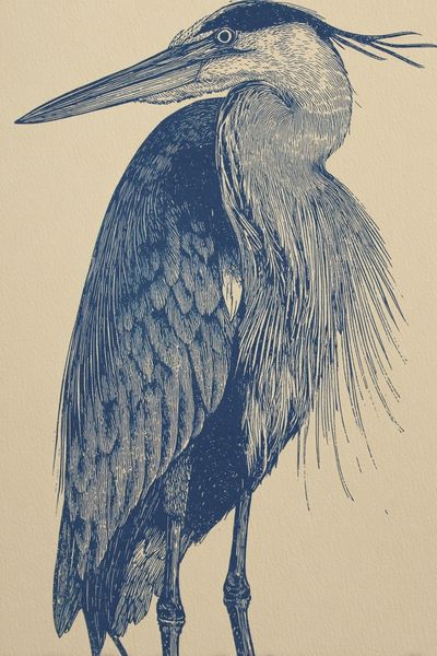 Great Blue Heron — Illustration Print. poster print