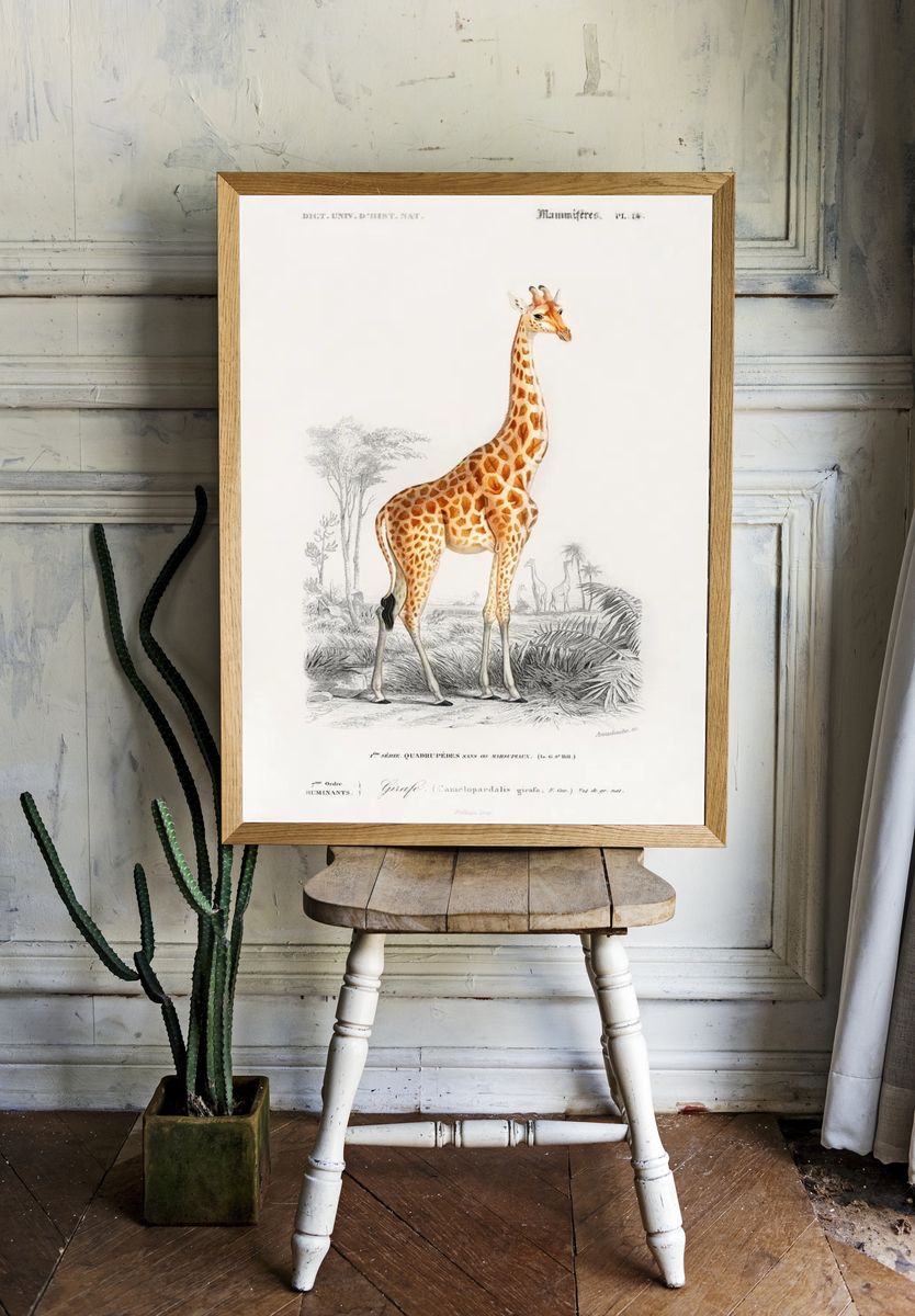 Giraffe Vintage Print Poster. — room view 1