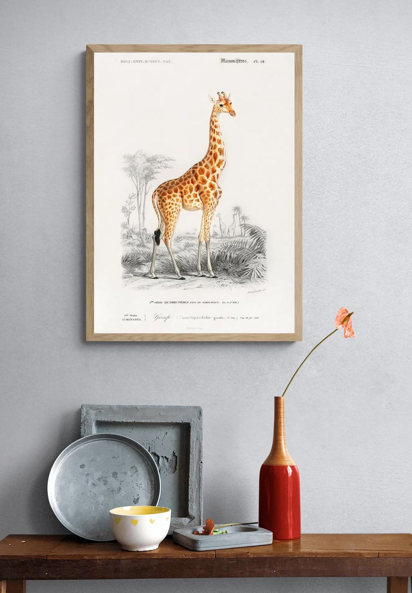 Giraffe Vintage Print Poster. — room view 3