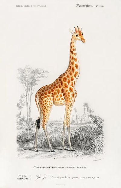 Giraffe Vintage Print Poster. poster print