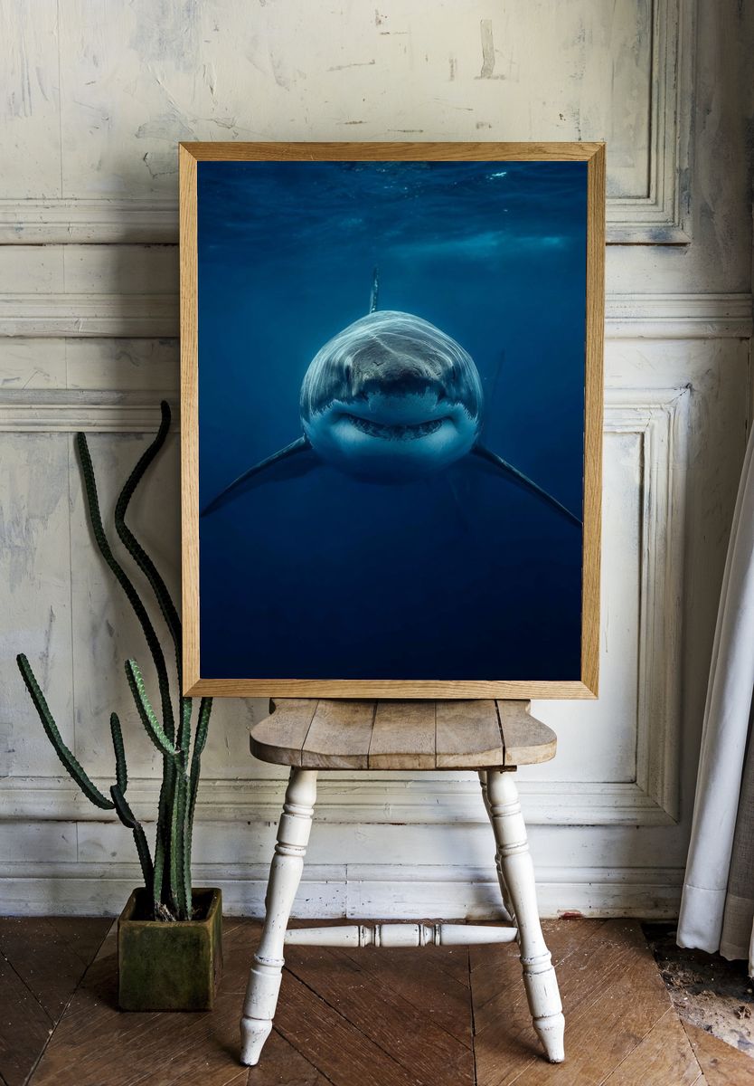 Great White Shark Underwater Poster. — room view 1